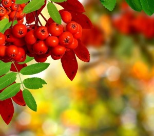 Вечер отдыха «Рябиновая осень»