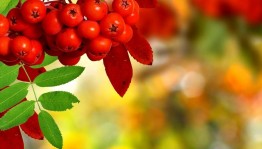 Вечер отдыха «Рябиновая осень»