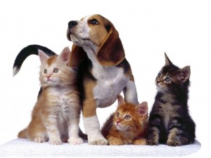 Книжная выставка «Верные друзья»