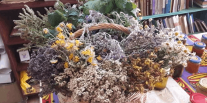 Познавательный час «Лекарственные травы родного края»