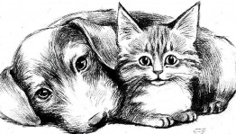 «Мои домашние питомцы» познавательная беседа