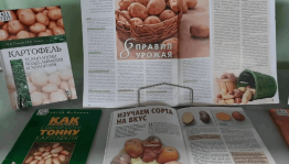 Информационный час «Картошка – второй хлеб»