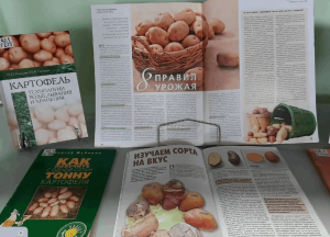 Информационный час «Картошка – второй хлеб»