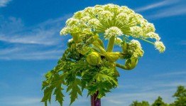 Мастер- класс «Мелодия курая»