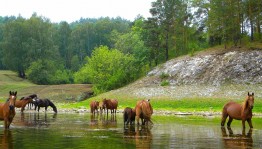 Краеведческая викторина «Я эту землю Родиной зову»