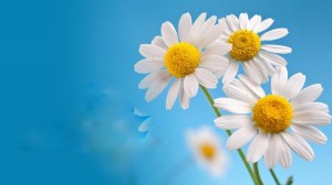 Программа «Венец всех ценностей – семья»