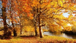 Конкурс рисунков «Золотая осень»