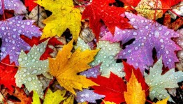 Экскурсия«Яркие краски осени!»