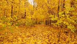 «Осенний вернисаж»