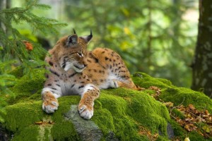 Познавательная программа «В мире животных»