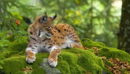 Познавательная программа «В мире животных»