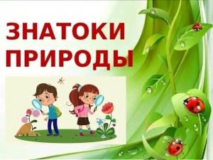 Сюрпризы дремучего леса