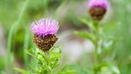 «Полезные травы–это лечебные!»