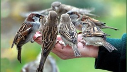 Экологический час «Птицы-наши пернатые друзья»