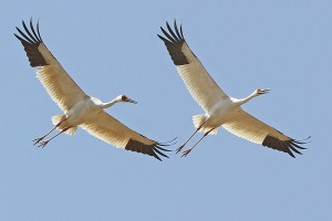 Праздник «Белые журавли»