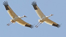 Праздник «Белые журавли»