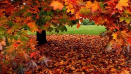 «День добра и уважения»