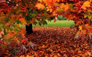 «День добра и уважения»