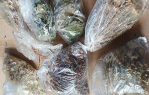 Тематический час «Целебные травы»