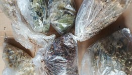 Тематический час «Целебные травы»