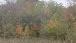Устный журнал «Нет лучше чудес, чем башкирский лес»