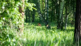 Экскурсия по выставке«Башкирия заповедная»