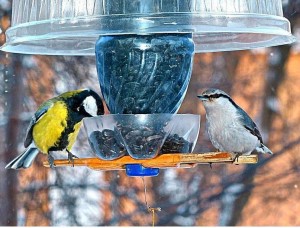 Мастер-класс по изготовлению кормушек для птиц «Синичкин день»