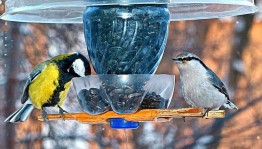 Мастер-класс по изготовлению кормушек для птиц «Синичкин день»