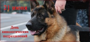 День кинолога