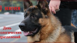 День кинолога