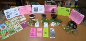 Экологический час «Целебные растения»