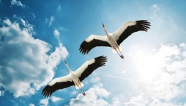 Час памяти«Белые журавли»