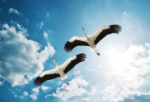 Час памяти«Белые журавли»