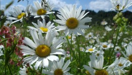 Путешествие в русскую историю «Великое чудо любви»