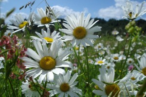 Путешествие в русскую историю «Великое чудо любви»