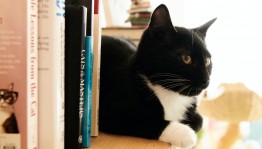 «Кошки с книжной обложки»