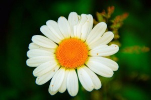 Конкурс рисунков «Ромашка– любимый цветок»