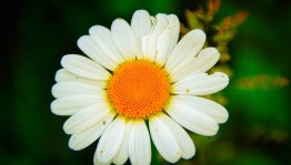 Конкурс рисунков «Ромашка– любимый цветок»