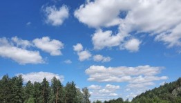 Экологическая акция «Чистый лес»