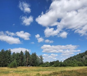 Экологическая акция «Чистый лес»