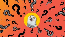 Интеллектуальная игра «Ну что, ответишь?»
