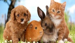 «Путешествие в мир домашних животных»