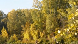 Экскурсия в лес «Осени прекрасные минуты»