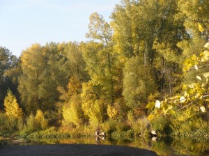 Экскурсия в лес «Осени прекрасные минуты»