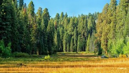 Экологическая акция« Наши лучшие друзья –деревья»