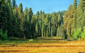 Экологическая акция« Наши лучшие друзья –деревья»
