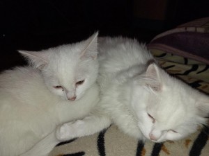 Конкурс «КотоШествие»