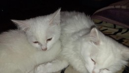 Конкурс «КотоШествие»