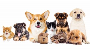 «Меньшие братья»