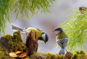 Экологический час «День синицы»